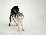 Understanding the Mating Rituals of Wolves