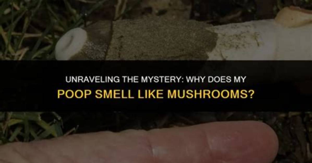 Understanding the Mystery: Why Does My Poop Smell Burnt?