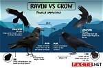 Understanding the Raven and Crow Difference