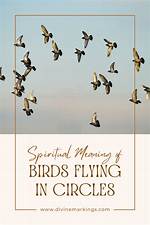 Understanding the Spiritual Significance of Birds Flying in Circles