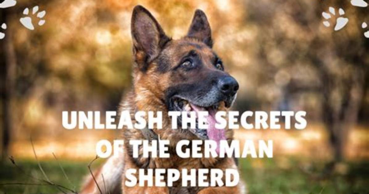 Unleash the Secrets of Gunther: the German Shepherd Millionaire