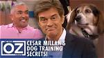 Unlock the Secrets of Cesar Millan's Financial Empire