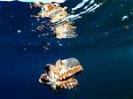 Unveiling Secrets and Marine Marvels