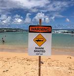 Unveiling the Enigma: Oahu Shark Attacks Unraveled