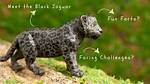 Unveiling the Enigmatic Black Jaguar: Discoveries and Insights