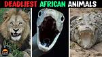 Unveiling the Most Deadly Animal in Africa: a Closer Look