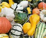 Unveiling the Secrets of Squash That Mimics Watermelon: Discoveries and Insights
