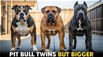 Unveiling the Truth: "Iowa Pitbull Attack"