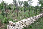 Unveiling the Winemaking Secrets of Marshall Borden, the Father of California Wine