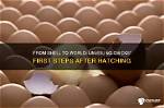 Unveiling Toriana Hatch: a Hatching Revolution
