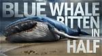 Whale Bitten in Half in Hawaii: Uncovering the Hidden Truth