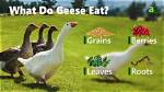 What Do American Geese Eat? |