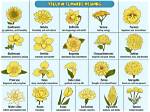 What Do Yellow Flowers Mean on September 21