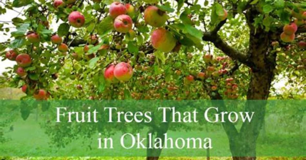 What Fruit Trees Do Well in Oklahoma? |