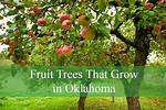 What Fruit Trees Do Well in Oklahoma? |