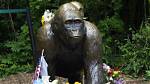 What Happened to Harambe's Body After He Was Killed? |