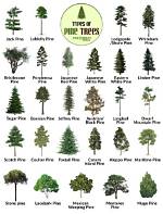What Kind of Pine Trees Are in Seattle? |