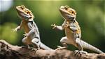 When Bearded Dragons Dance: a Fascinating Showcase of Their Unique Behavior
