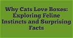 Why Can't This Be Love? Exploring the Depths of Unrequited Emotion