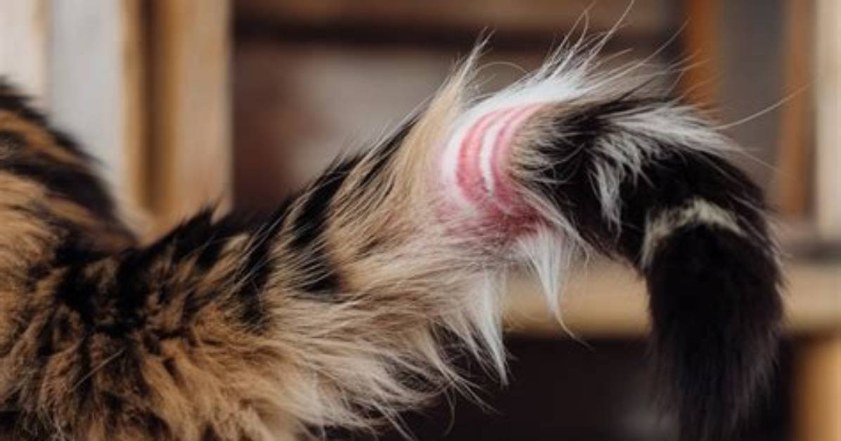 Why Do Cats Tails Fall off?
