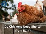 Will Rain Hurt My Chickens? |